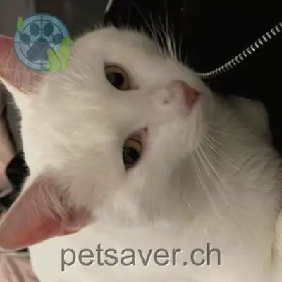 chat lost 1 Rue du Russon 1628 Vuadens Snow