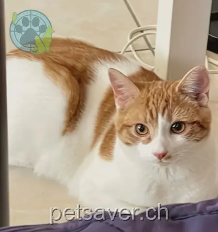 chat lost 19 Rue des Alpettes 1630 La Tour-de-Trême Vassam