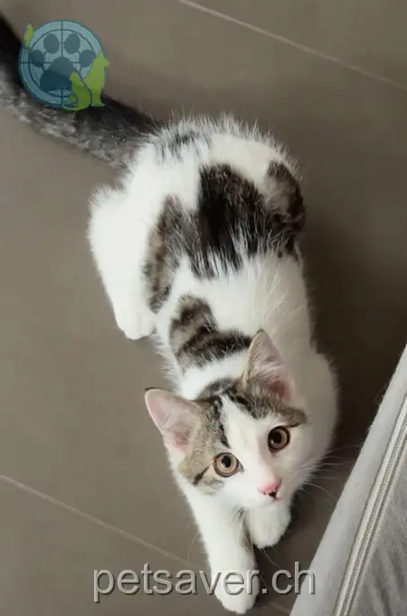 chat lost 61 Chemin des Epinettes 1723 Marly Balou