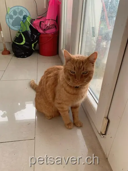 chat lost 1 Route de la Guérite 1753 Matran Elvis