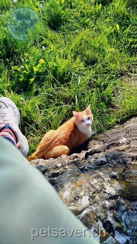 chat lost 4 Chemin du Verger 1752 Villars-sur-Glâne Fougère