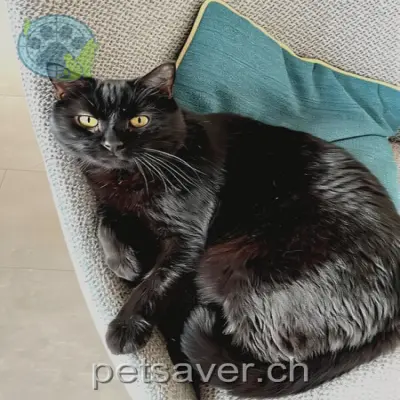 chat lost 16 Impasse du Château 1696 Gibloux Kikou