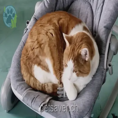 chat lost 17a Rue des Grives 1762 Givisiez Diesel