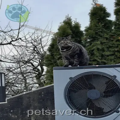 chat lost 10 La Chenevière 1782 Lossy Guizmo