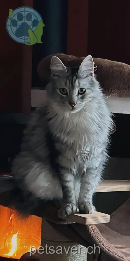 chat lost  Route En Champ Didon 1740 Neyruz (FR) Merlin