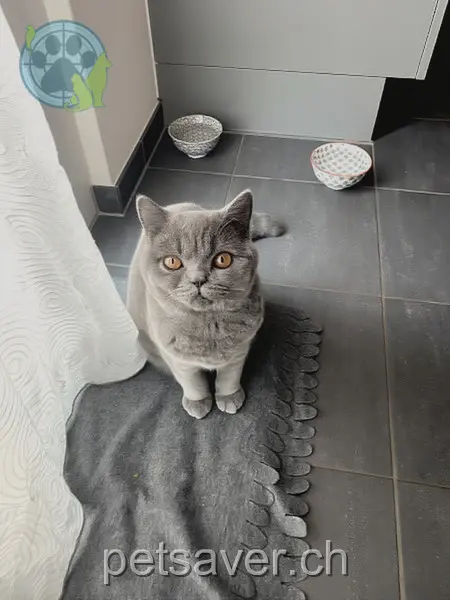 chat lost 41 Sonnhalde 1734 Tinterin Brookly