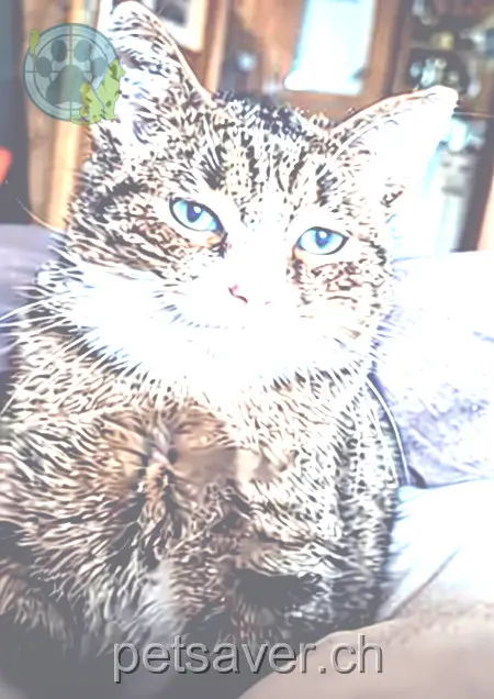 chat lost 277 Ramserli 1738 Planfayon Dobby