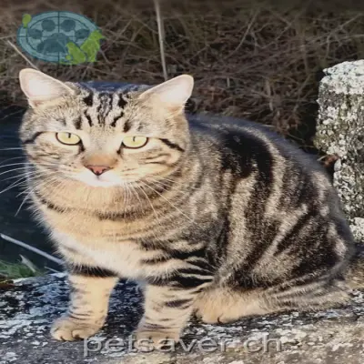 chat lost 30 Hinterdorf 3213 Liebistorf Milo