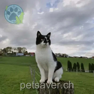chat lost  Le Perrevuet 1633 Vuippens Malo