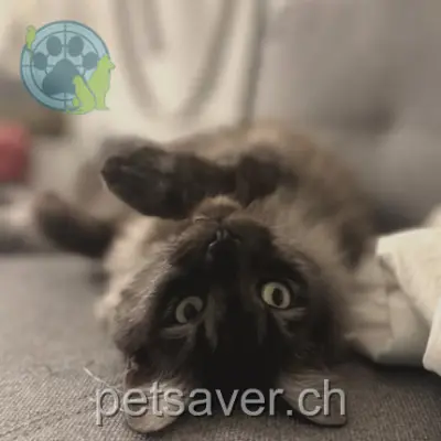 chat lost 52 Rue des Agges 1635 La Tour-de-Trême Nugget