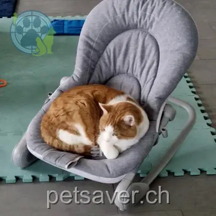 chat lost 8 Rue des Grives 1762 Givisiez Diesel