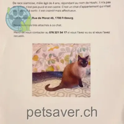 chat lost 45 Rue de Morat / Murtengasse 1700 Fribourg - Freiburg Hoshi