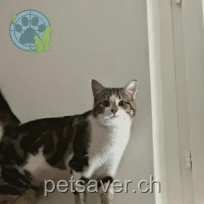 chat lost 39 Route Joseph-Chaley 1700 Fribourg - Freiburg Loki