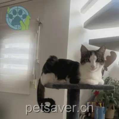 chat lost  Le Verger 1756 La Brillaz Lucky