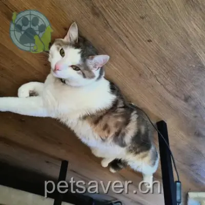 chat lost 54 Rue de la Neuveville 1700 Fribourg - Freiburg Will