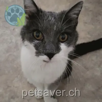 chat lost 4 Forneyweg 3212 Gurmels Nestor