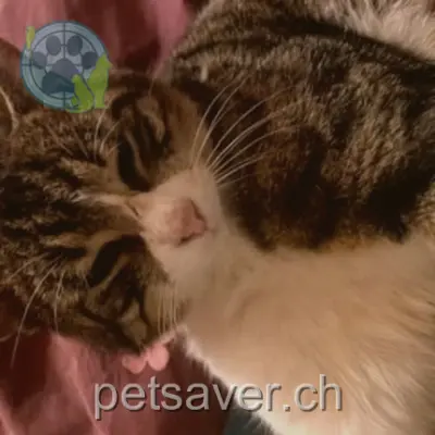 chat lost 15 Chemin du Pré-de-l'Oeuf 1228 Plan-les-Ouates Bob