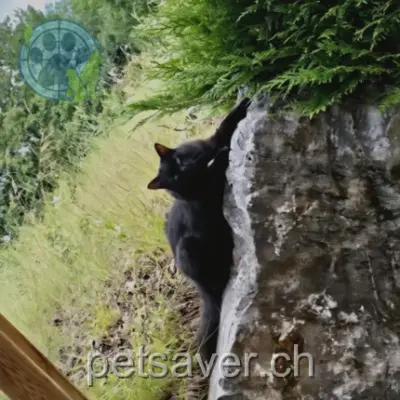 chat lost 34 Route de Vallière 1236 Cartigny Madiba