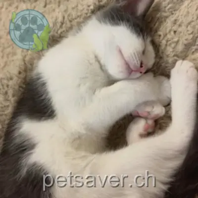 chat lost 10 Rue des Boudines 1217 Meyrin Denzo