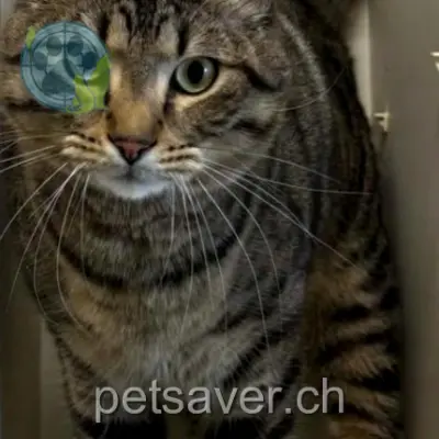 chat lost 6 Avenue du Bouchet 1209 Geneva Mini