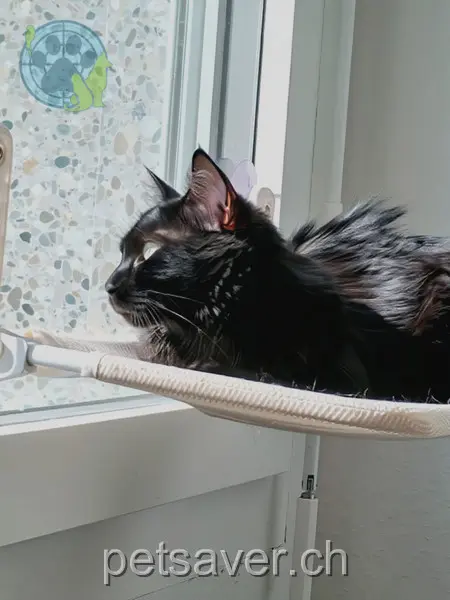 chat lost 6 Rue du Léman 1201 Genève Vassili