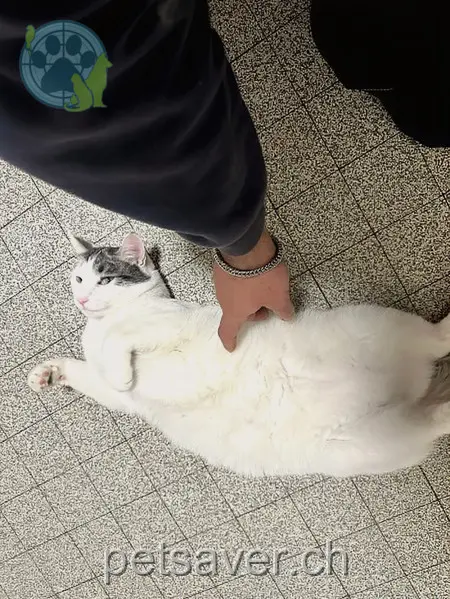 chat lost  Square du Stand 1205 Genève Wonka