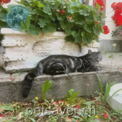 chat lost  Chemin des Chaumets 1239 Bossy Kumo