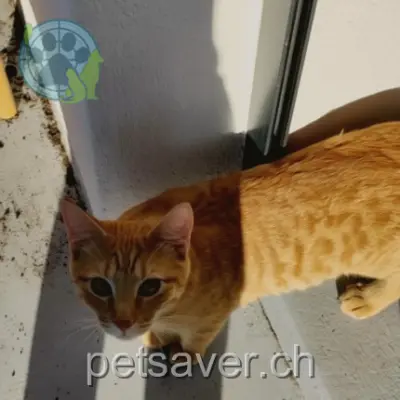 chat lost 14 Chemin du Pré-Poiset 1253 Vandœuvres Marlo