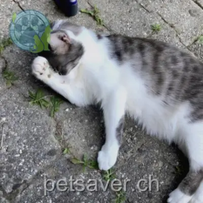 chat lost 45 Chemin de Planta 1223 Cologny Teddy