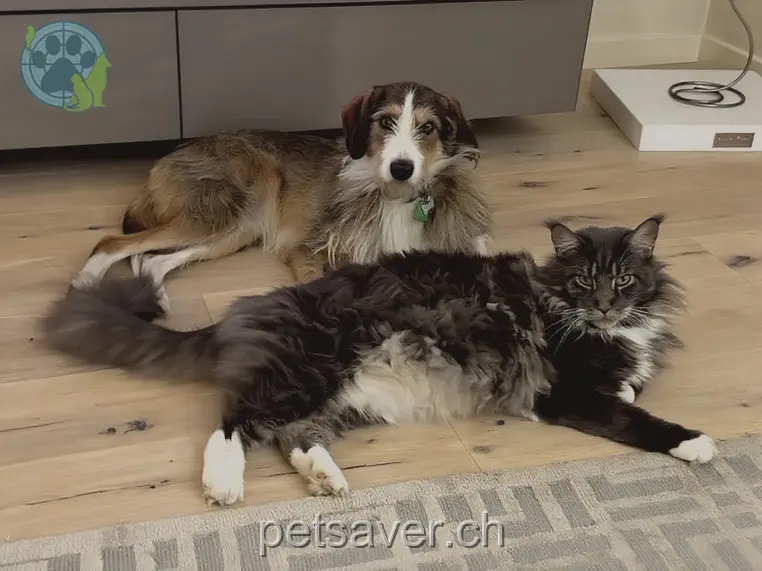 chat lost 21 Chemin de la Pointe-du-Plan 1234 Vessy Tokyo