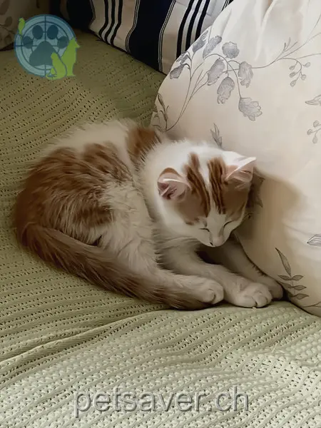 chat lost 15 Postweg 8754 Netstal Gabriel