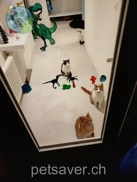 chat lost 1 Fridolinstrasse 8865 Bilten Buddy