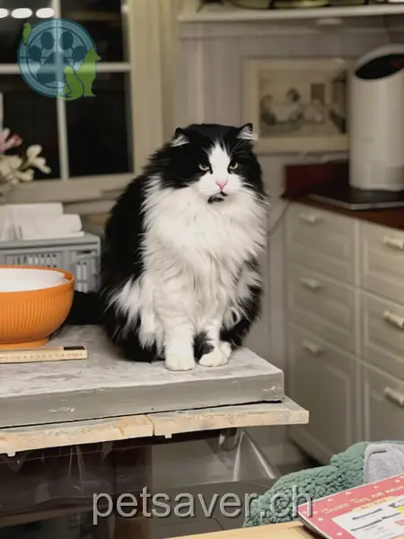 chat lost 25 Städtli 8765 Engi Leo