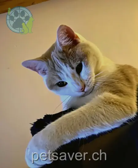 chat lost 2 Bahnhofstrasse 8755 Ennenda Loki