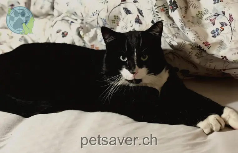 chat lost 8 Via Davos Crap 7014 Trin Mulin Max