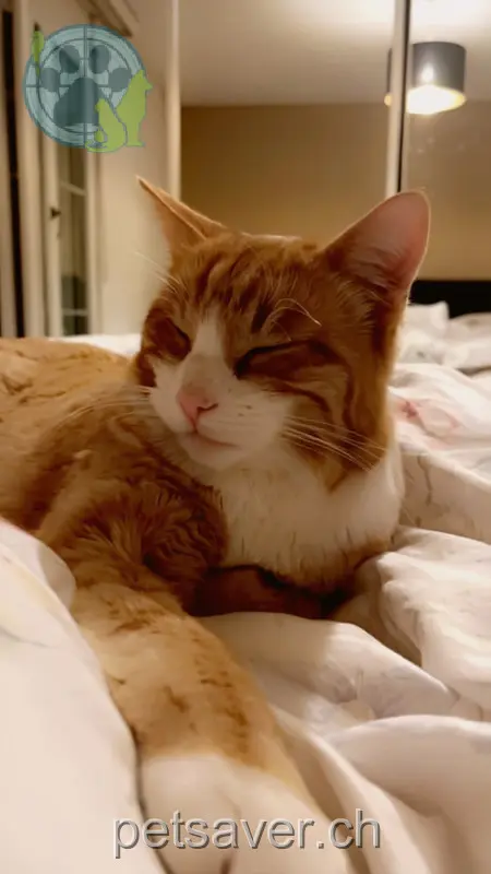 chat lost 23 Via Suro 7403 Rhäzüns Simba