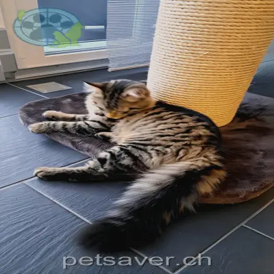 chat lost 1a Unterer Winkel 7204 Untervaz Django