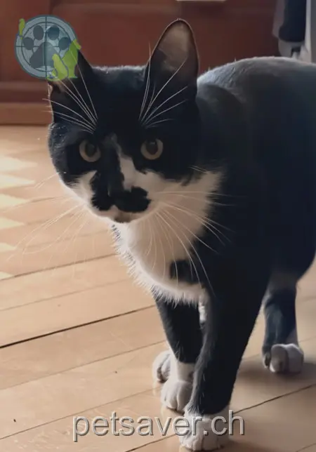 chat lost 23 Landstrasse 7304 Maienfeld Hercules