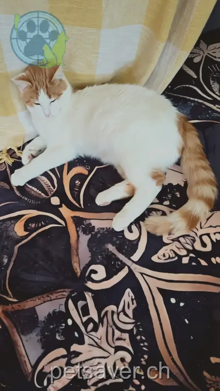 chat lost 25 Saluferstrasse 7000 Haldenstein Simba