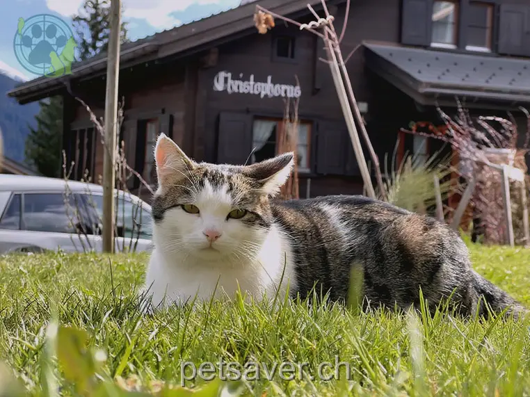 chat lost 2 Untere Albertistrasse 7270 Davos Johnny