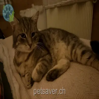 chat lost 52 Dorfstrasse 7235 Fideris Juri