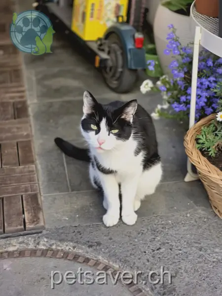 chat lost 23 Von Salis-Strasse 7212 Seewis Dorf Mr.t