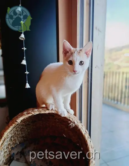 chat lost 7 Via Sut 7031 Laax Findus