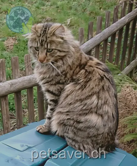 chat lost 4 Via Tischinas Sut 7154 Ruschein Lio