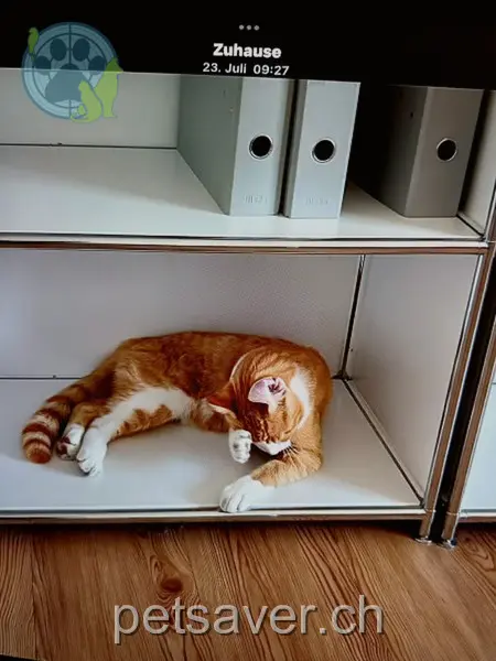 chat lost 1 Via Darschaleuns 7127 Sevgein Loki