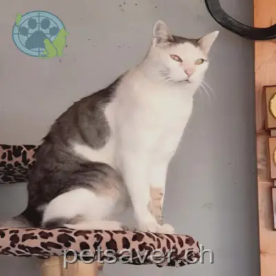 chat lost 14 Via Crest la Crusch 7162 Tavanasa Rocky