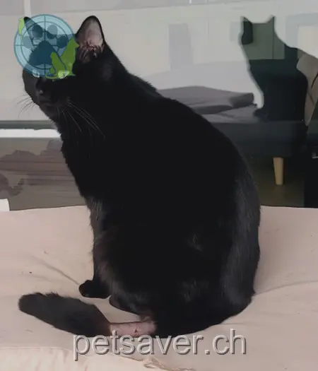 chat lost 17 Domleschgerstrasse 7415 Pratval Luci