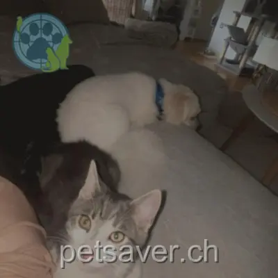 chat lost 5 Sur-Menué 2740 Moutier Noopy