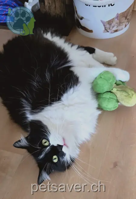 chat lost 16 Rue de l'Ecole 2923 Courtemaîche Touffi