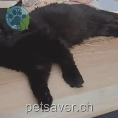 chat lost 258 Sur la Grétche 2905 Courtedoux Elba